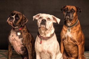 Three dogs with collars with ID